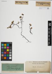 Foto von Salix herbacea L.